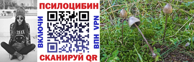 Псилоцибиновые грибы Psilocybe  Торопец 